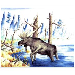  - Fall Boundry Waters Moose
